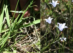 Wahlenbergia sphaerica
