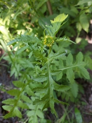 Rorippa sylvestris