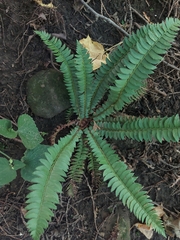 Polystichum lonchitis