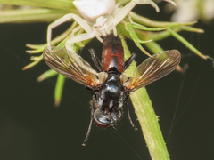 Leucostomatini
