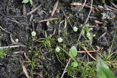 Sagina saginoides