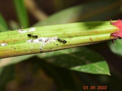 Pseudococcus