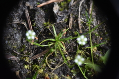 Sagina saginoides