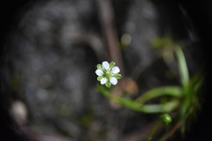 Sagina saginoides