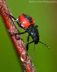 Euthyrhynchus floridanus