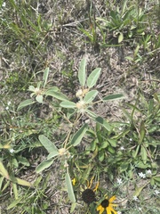 Rudbeckia missouriensis