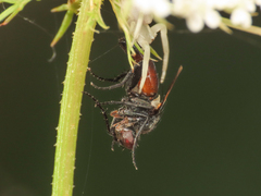Leucostomatini
