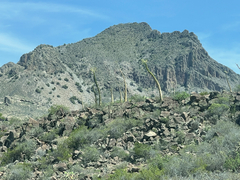 Fouquieria columnaris