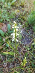 Spiranthes ochroleuca