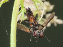 Leucostomatini