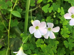 Oxalis incarnata