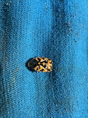 Murgantia histrionica