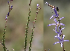 Wahlenbergia tenella