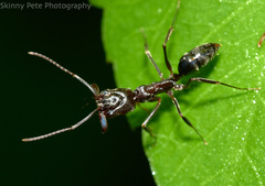 Odontomachus brunneus