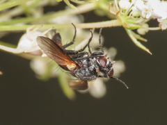Leucostomatini