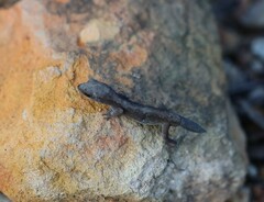 Diplodactylus vittatus
