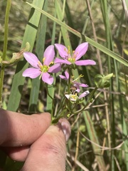 Sabatia angularis