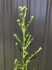 Verbesina virginica