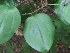 Smilax rotundifolia