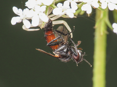Leucostomatini
