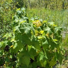 Rubus parviflorus