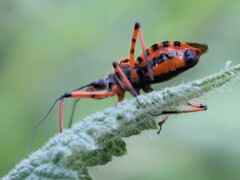 Rhynocoris