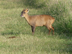 Muntiacus reevesi
