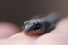 Diplodactylus vittatus