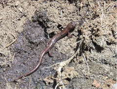 Chiropterotriton orculus