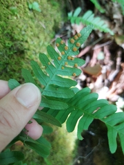Polypodium virginianum