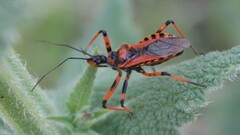 Rhynocoris