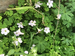 Oxalis incarnata