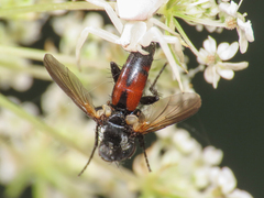 Leucostomatini