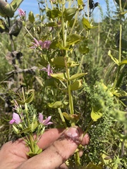 Sabatia angularis