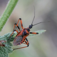 Rhynocoris