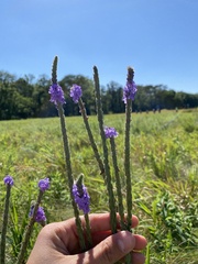 Verbena stricta