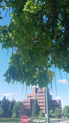 Catalpa speciosa