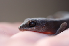 Diplodactylus vittatus