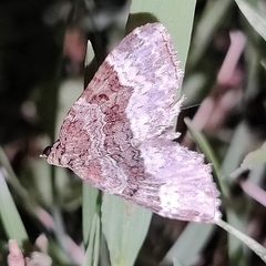 Euphyia intermediata