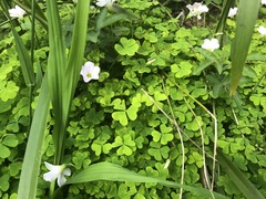 Oxalis incarnata