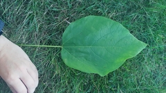 Catalpa speciosa