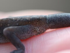 Diplodactylus vittatus