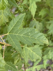 Acer ginnala