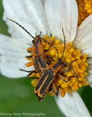 Chauliognathus marginatus