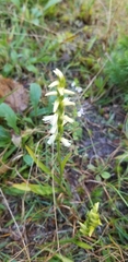 Spiranthes ochroleuca