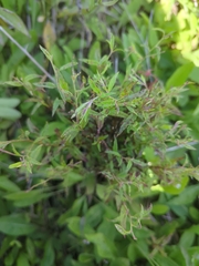 Epilobium coloratum