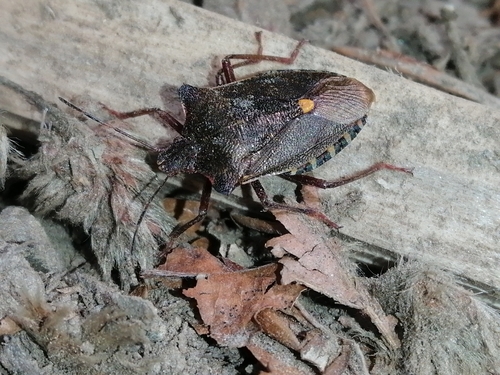 Smrdibuba (Pentatoma rufipes)