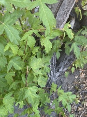 Acer ginnala