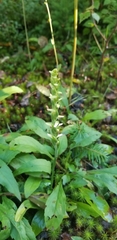 Spiranthes ochroleuca