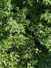 Acer ginnala